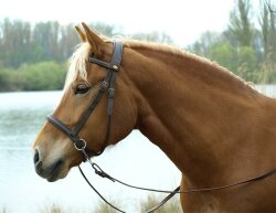 BAREFOOT Bitless Bridle Walnut (crossover function) WB/KB...