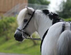 STARBRIDLE Pony in verschiedenen Farben