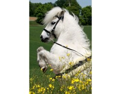 STARBRIDLE Pony in verschiedenen Farben