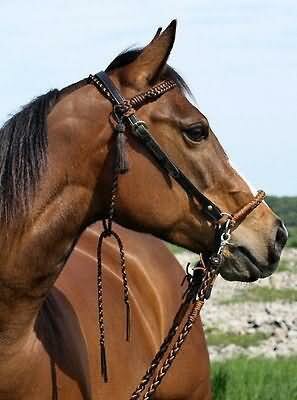 BAREFOOT Bitless Bridle Amber Sidepull 2in1 Bitless Bridle Cob/Full B